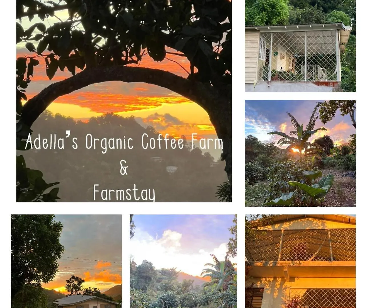 Adella'S Blue Mountain Coffee Farmstay Kingston Farmház
