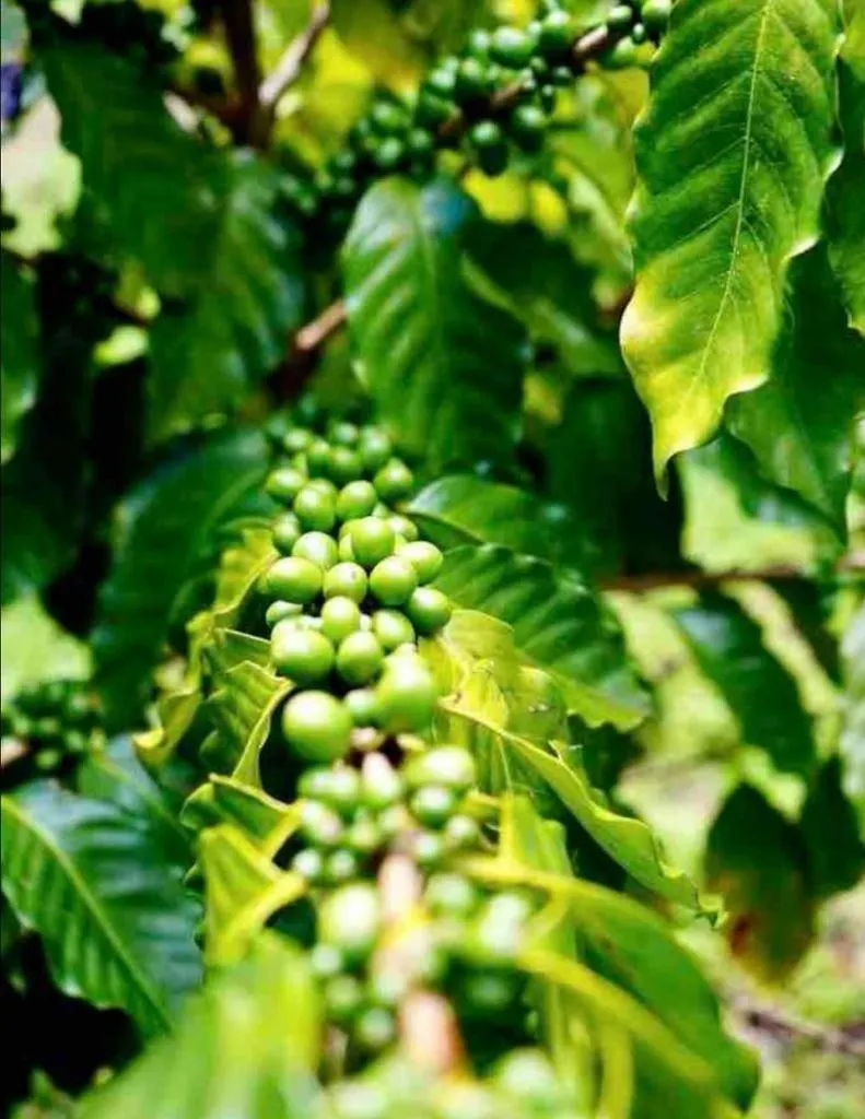 Adella'S Blue Mountain Coffee Farmstay Kingston 0*,  Jamaica