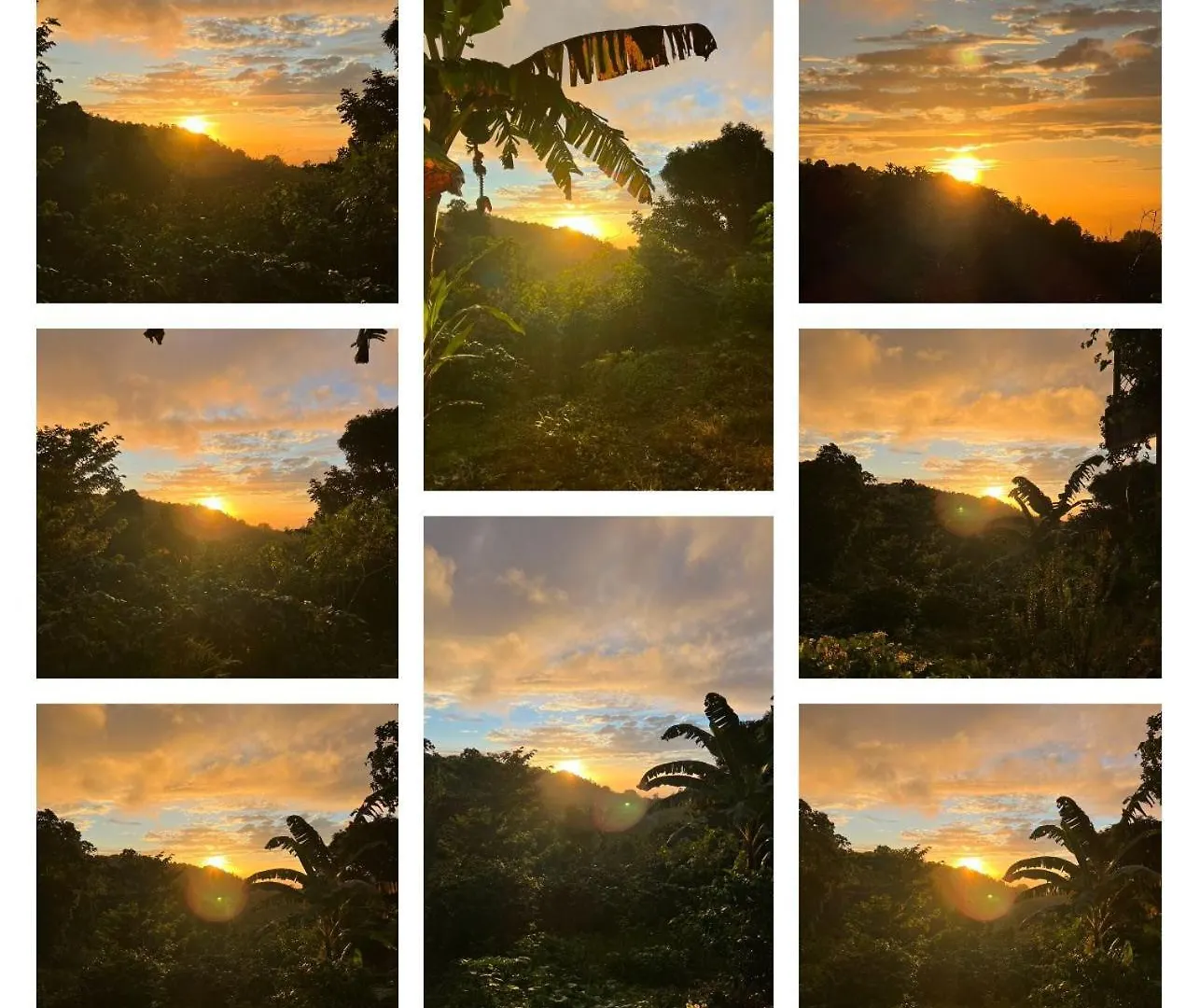 Adella'S Blue Mountain Coffee Farmstay Kingston